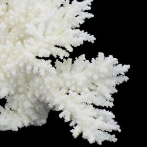 Branch Coral 10-12
