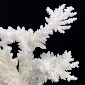 Branch Coral 14-16