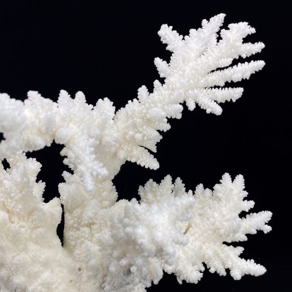 Branch Coral 14-16