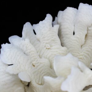 Cactus Coral 10-12