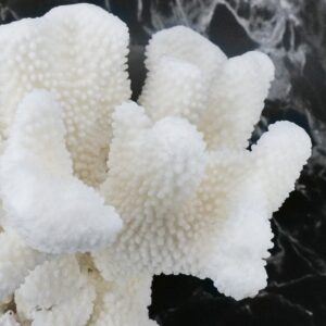 Cauliflower Coral 10-12
