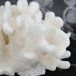 Elkhorn Coral 5-7