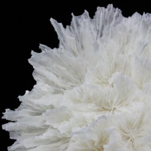 Lettuce Coral 7-10