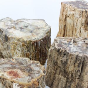 Petrified Wood Branch 3-6