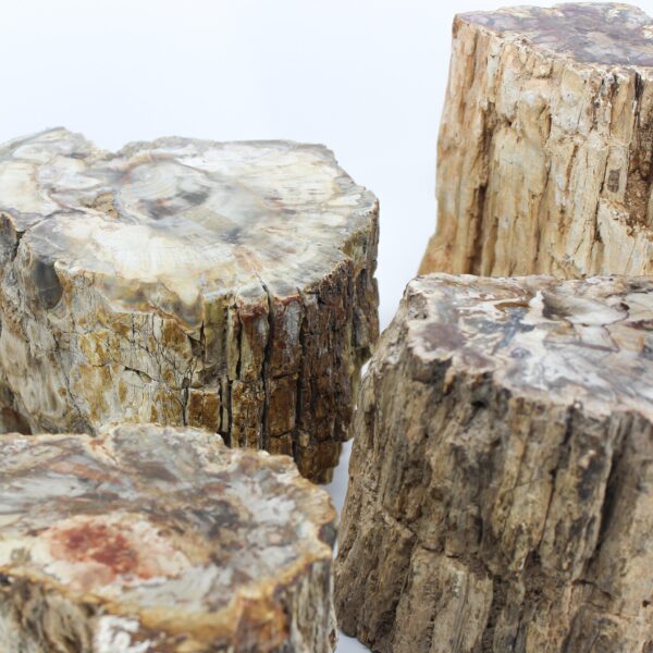 Petrified Wood Branch 3-6