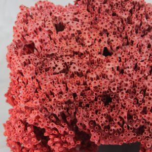 Pipe Organ Coral 7-10